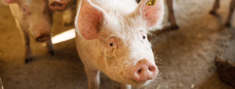 China seek alternative protein sources as China's African Swine Disease sweeps the nation